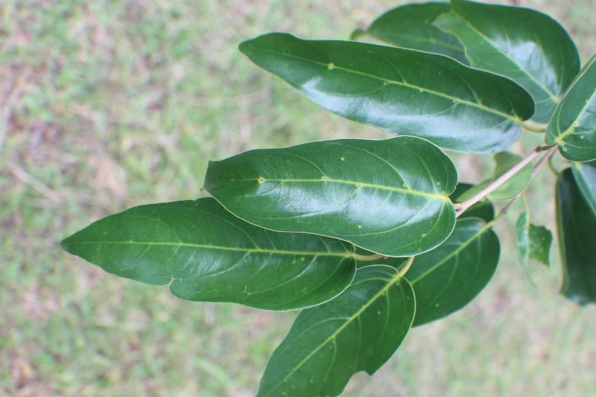 Hopea cordifolia (Thwaites) Trimen